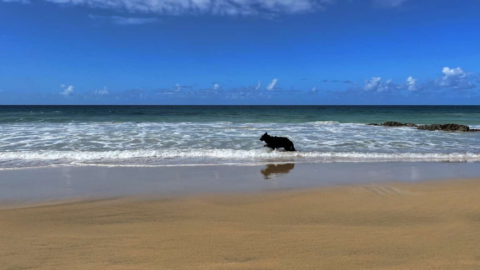 Reisen mit Hund - Kanaren Hund am Strand