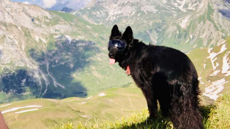 Hund mit Sonnenbrille - beim Wandern