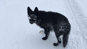 Hundesonnenbrille - im Schnee