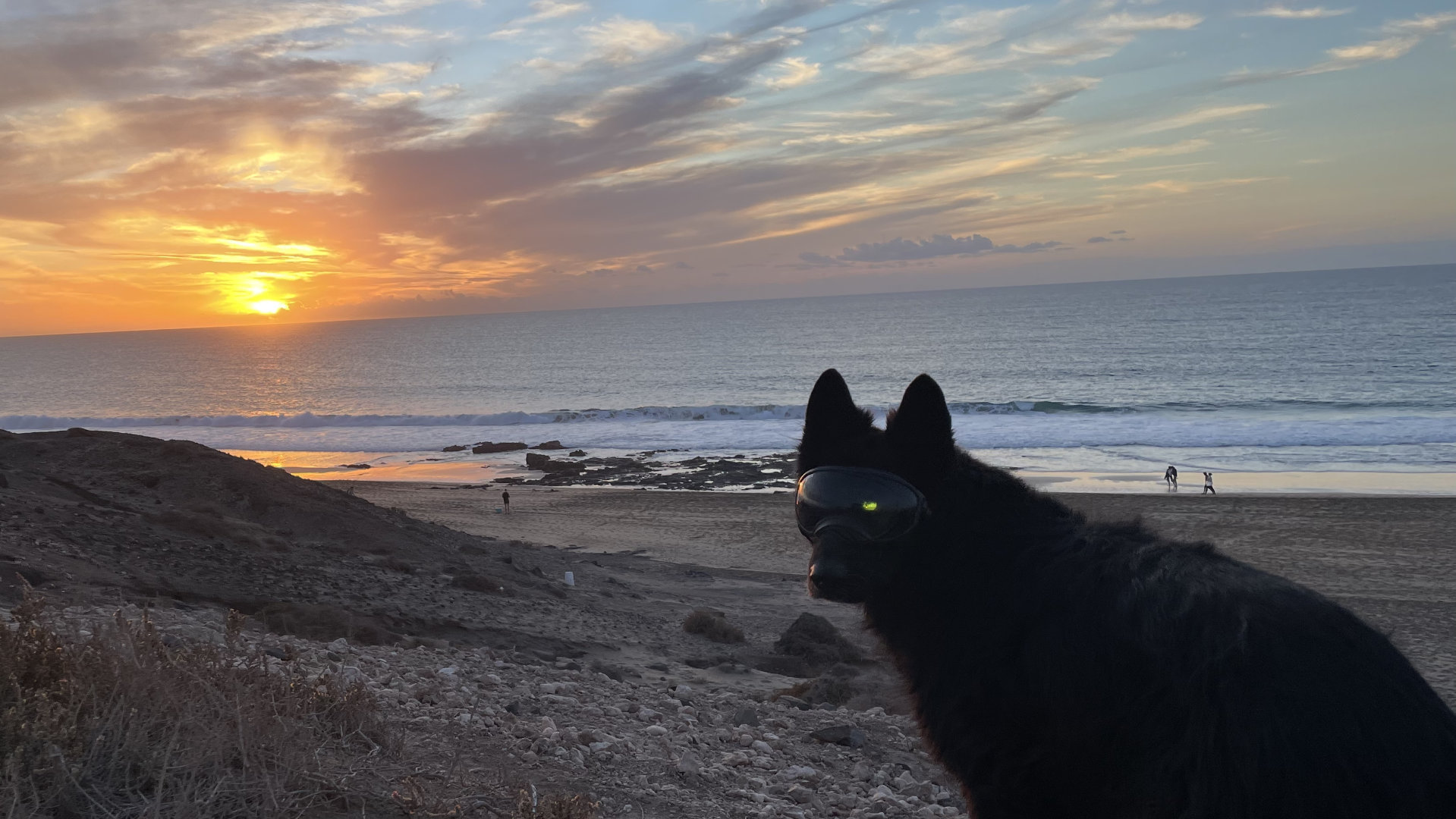 Hundesonnenbrille - am Strand