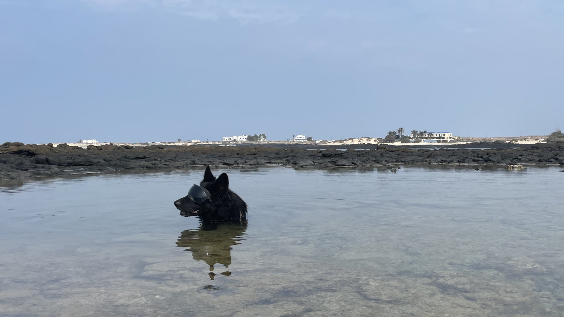 Hundesonnenbrille - im Meer