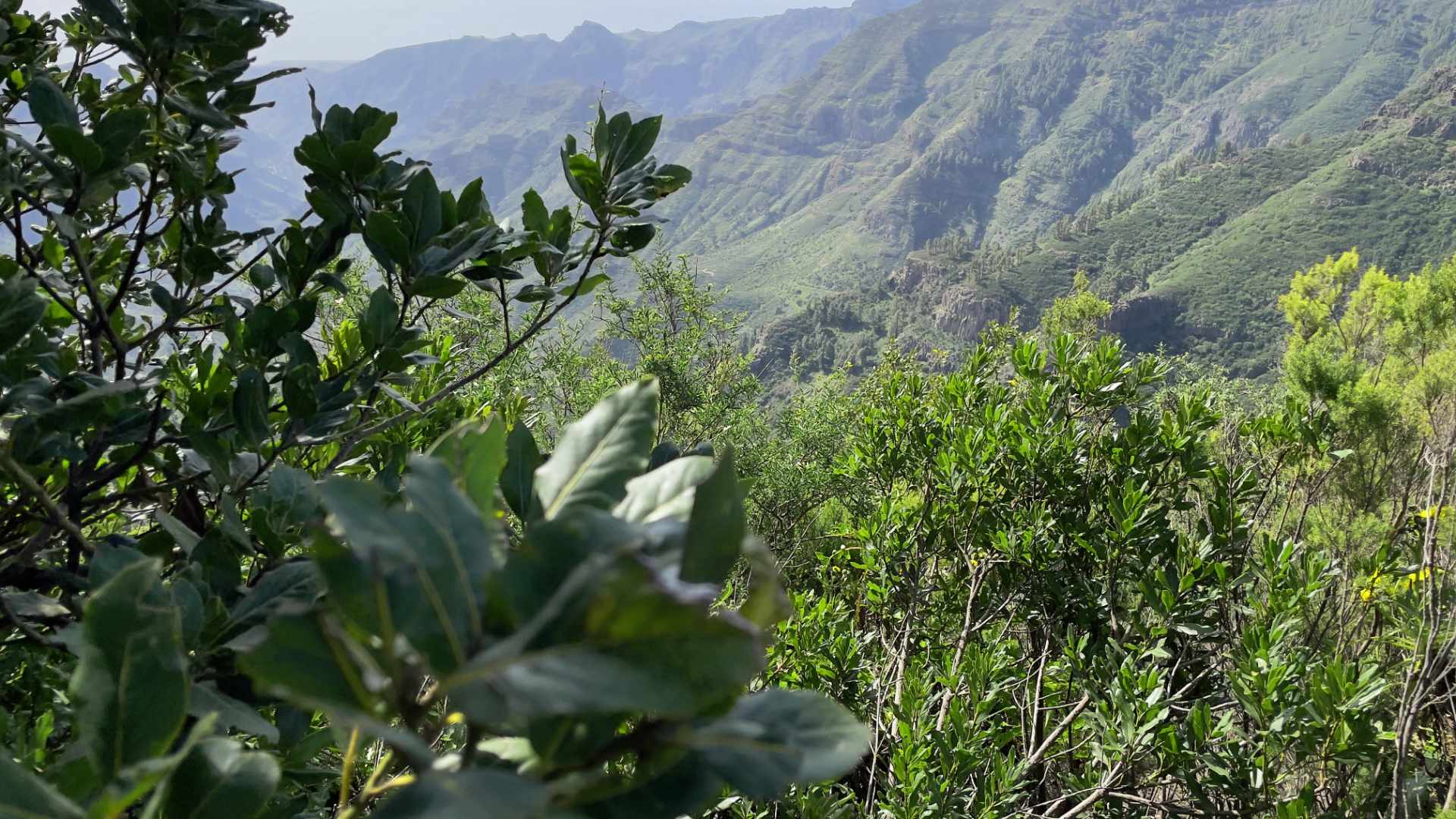 Klima La Gomera - immergrüne Wälder