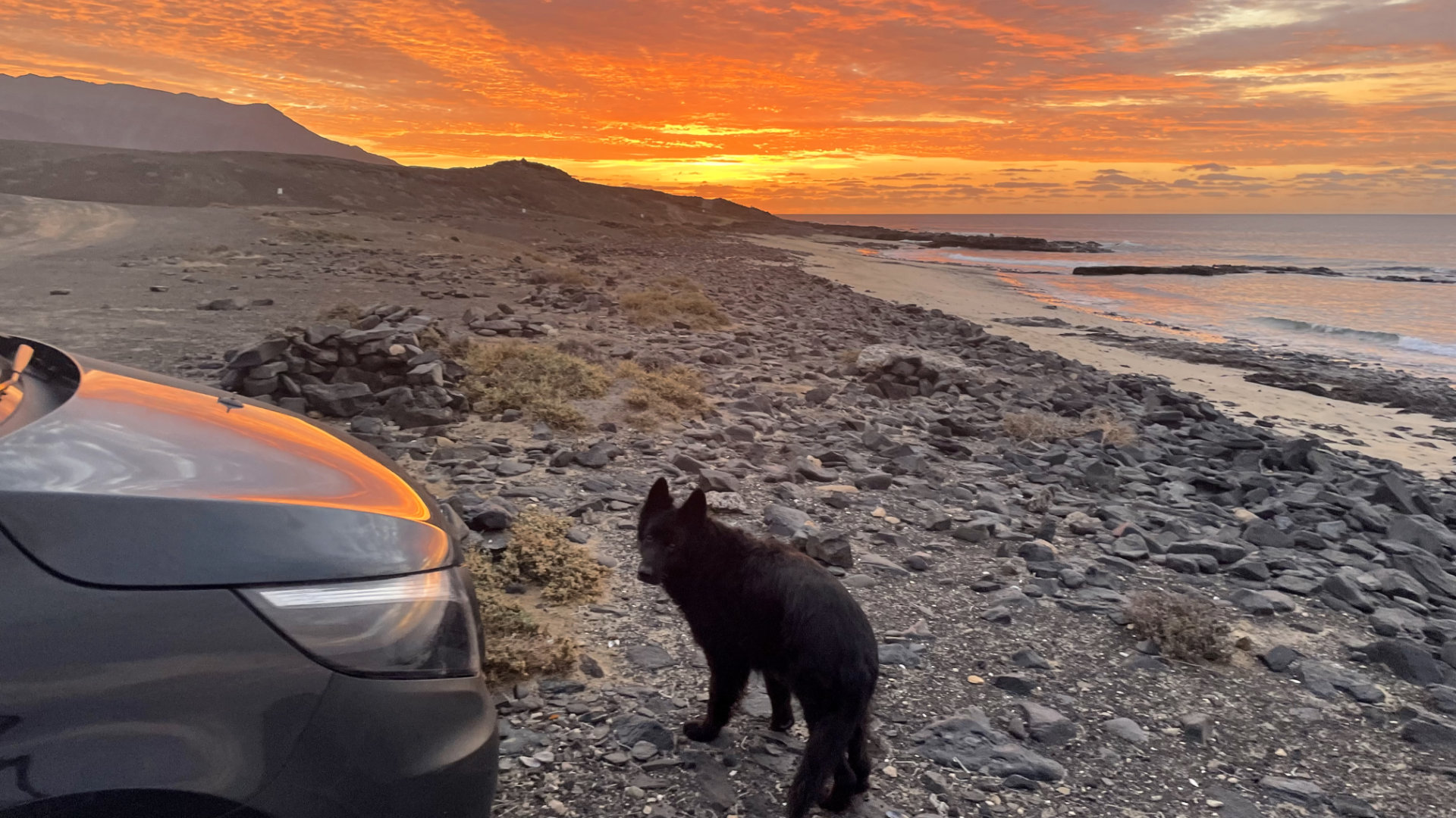 Playa Punta Salinas - Erfahrung mit Hund auf  Fuerteventura