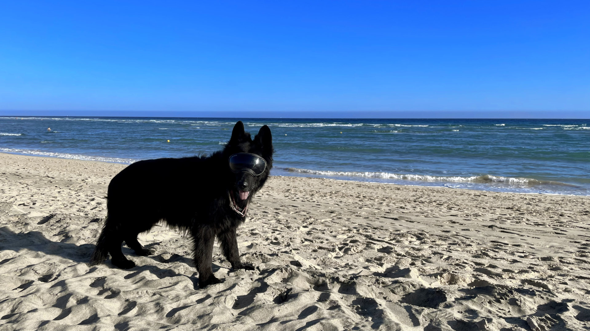 Playa de Sotavento - mit Hund am Strand