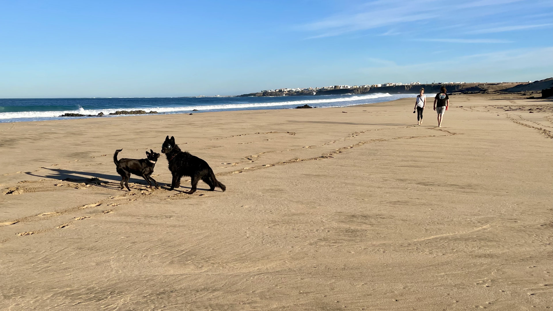 Erfahrung mit Hund auf Fuerteventura - Strandspaziergang mit Hund
