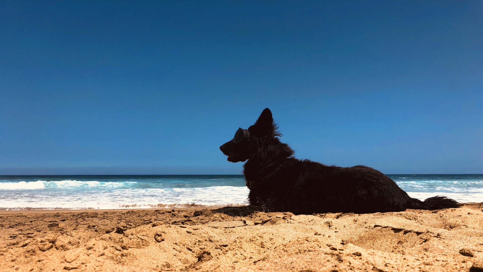 altdeutscher Schäferhund - ausgeglichenes Wesen - am Strand Piedra Playa