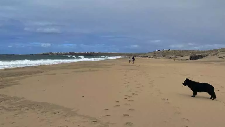 Reisen mit Hund - Fuerteventura am Strand